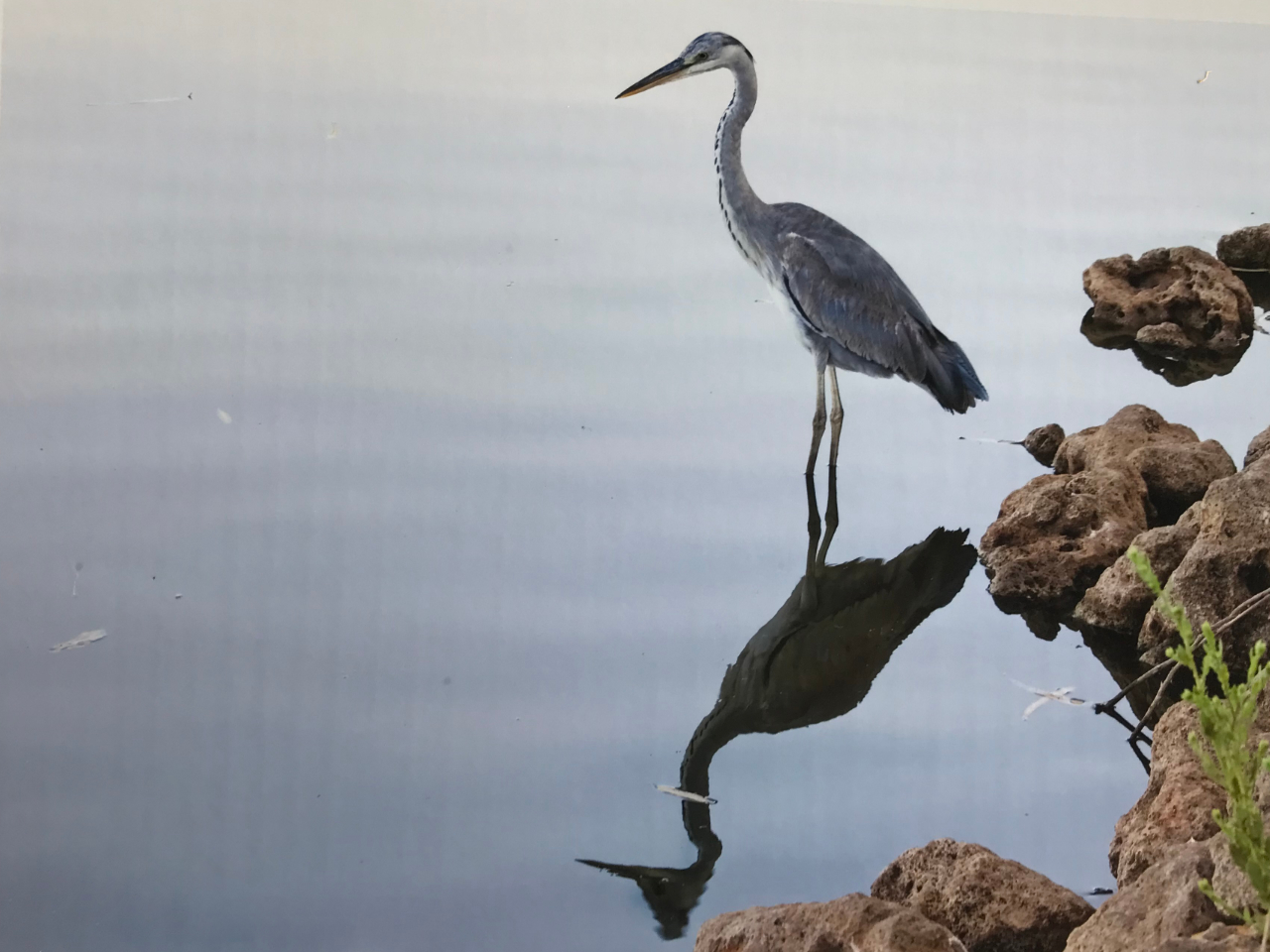 Grey Heron Vögel Gambia