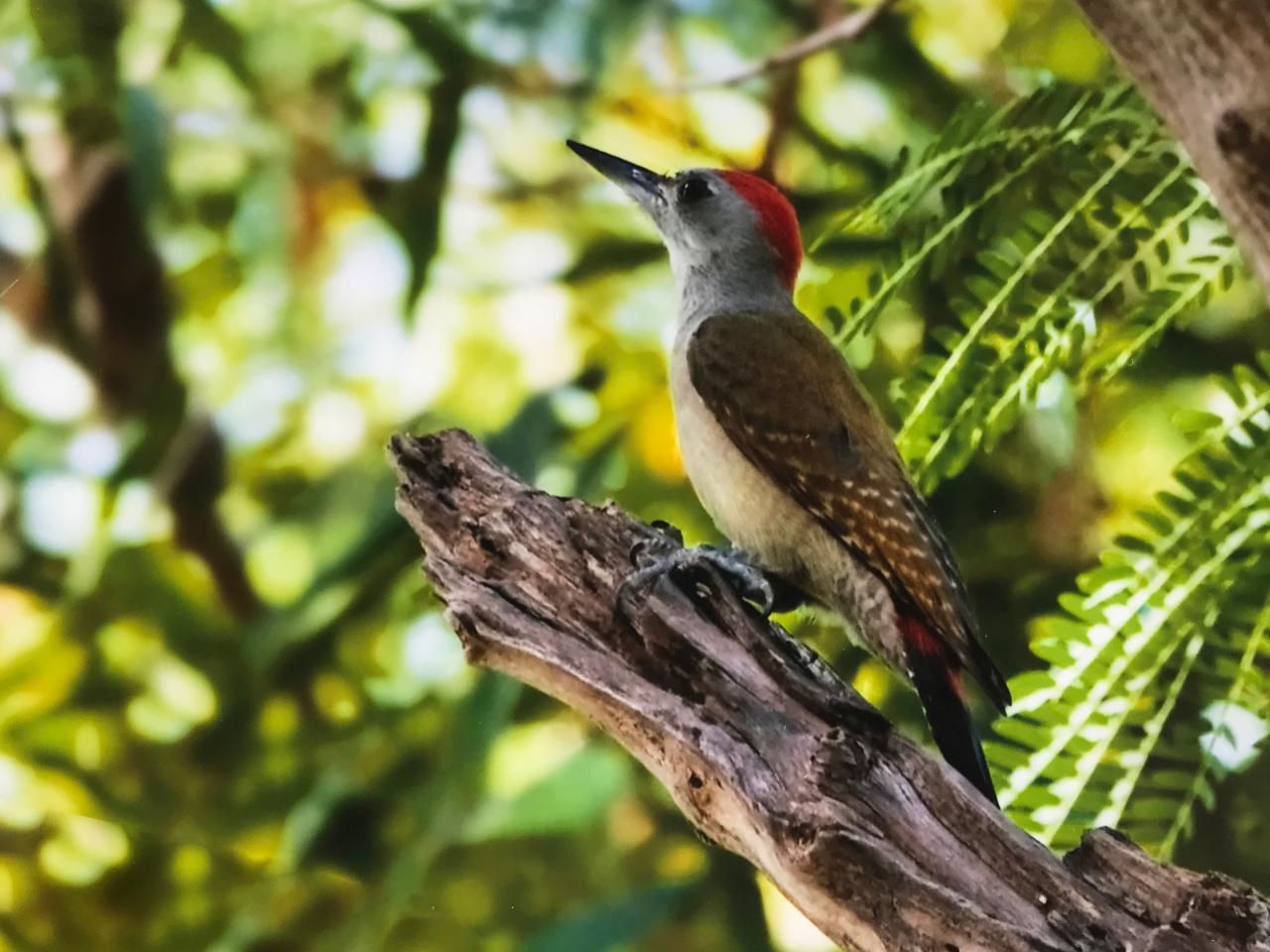 Grey Woodpecker Vögel Gambia