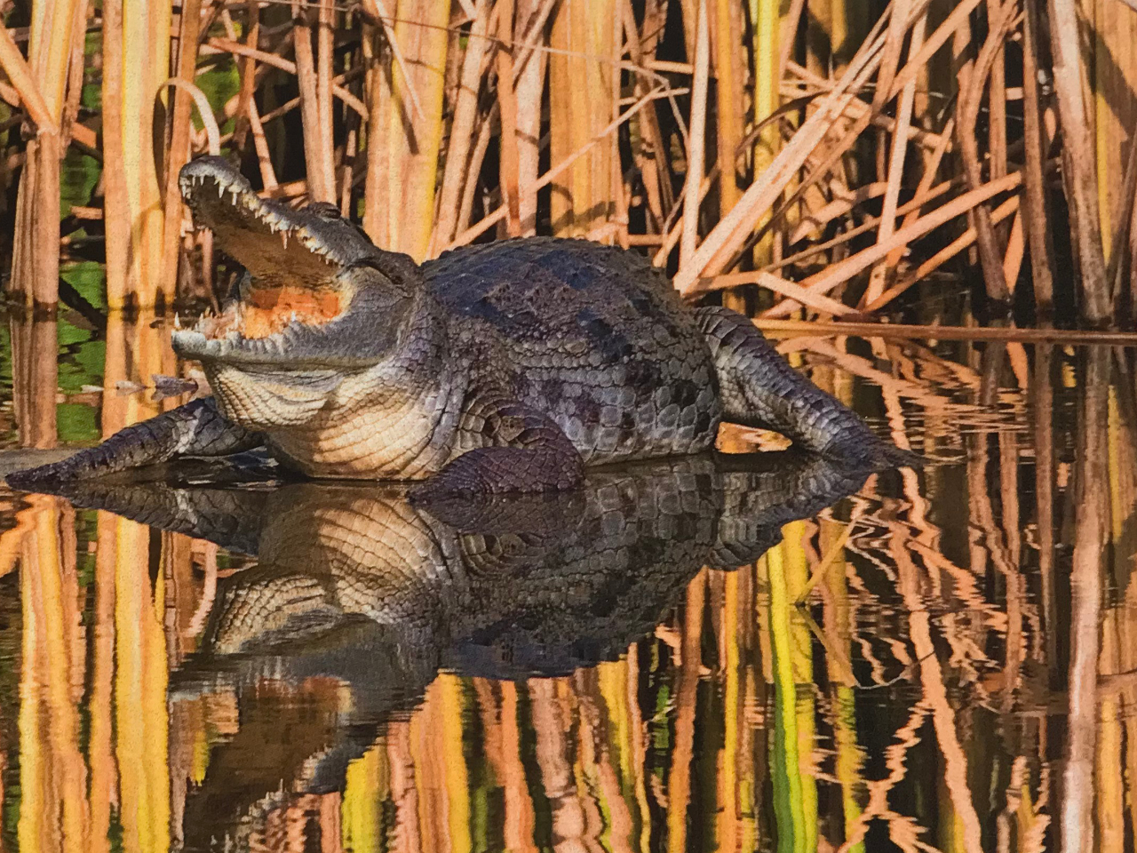 Krokodil