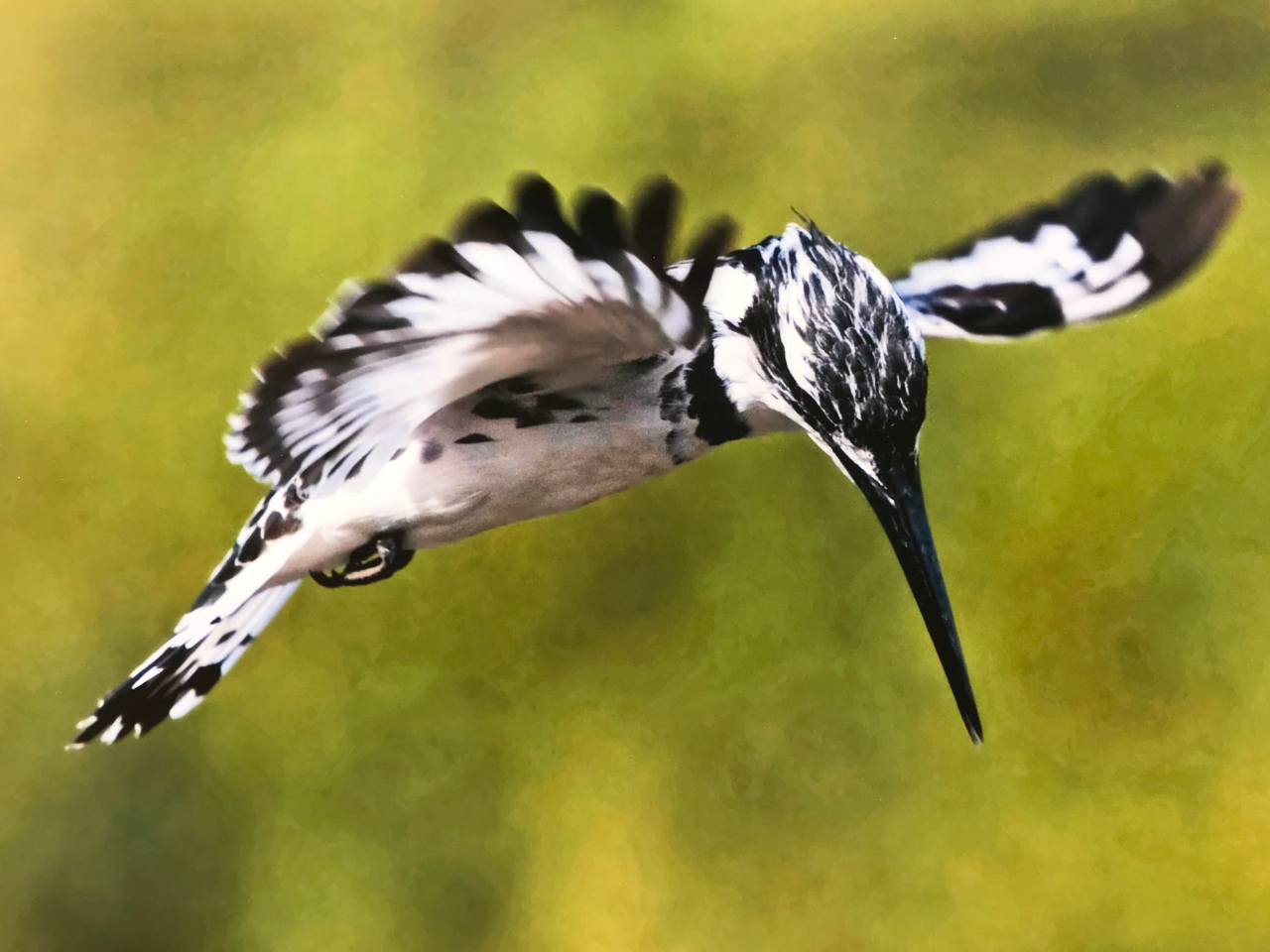 Piet Kingfischer Vögel Gambia