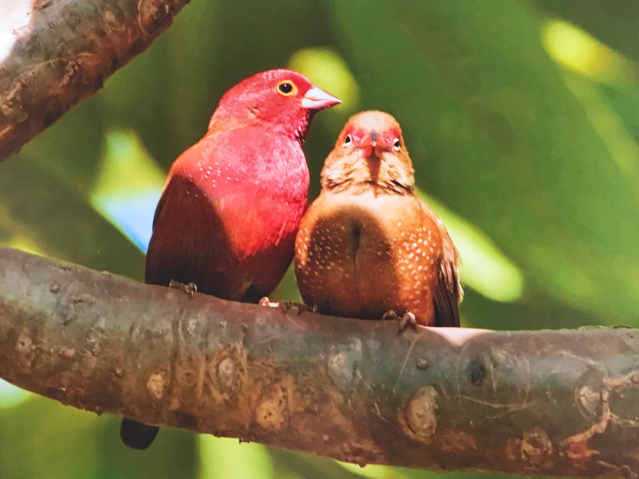Red billed Firefinch Vögel Gambia